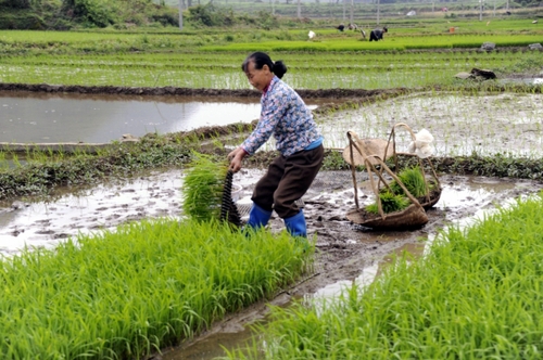 5月5日，廣西羅城縣四把鎮新印村村民在起秧苗，準備插田。