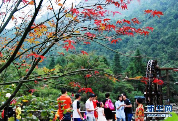 廣西賀州姑婆山楓葉泛紅，吸引眾多游客前來游覽（10月1日攝）。