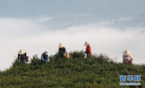 全國(guó)各產(chǎn)茶區(qū)迎來“明前茶”采摘高峰4