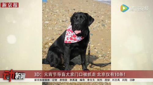 導盲犬元宵節家門口被強行抓走 北京僅有10條