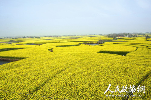 沙洋油菜花海