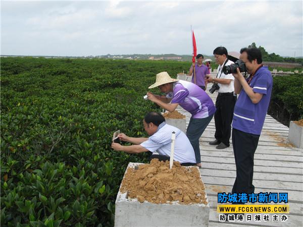 市民和游客在石角紅樹林拍照。