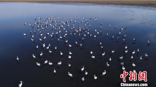 吉林濕地迎數百只東方白鸛珍稀堪比大熊貓