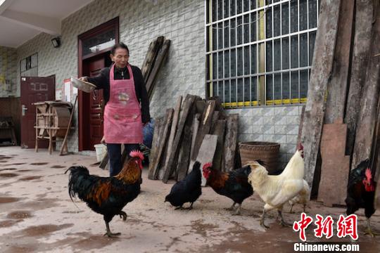 劉云富在喂養(yǎng)土雞。　蘇忠國 攝