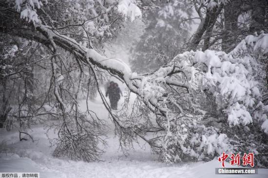 4日，莫斯科降雪和冰雨造成100多起樹倒砸車事件。