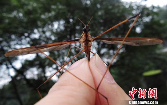 蚊子活體。　趙力 攝