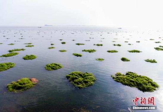 資料圖：航拍鄱陽湖都昌印山附近的草洲被水淹浸畫面，水面擴(kuò)大，煙波浩渺。傅建斌 攝