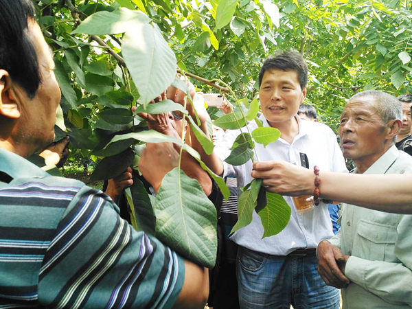 4北京市林業果樹科學研究院研究員郝艷賓淶水麻核桃基地授課。