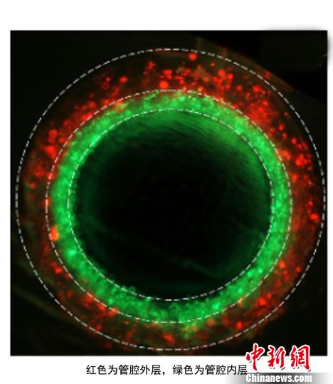 中美醫學專家攜手取得3D生物打印新進展