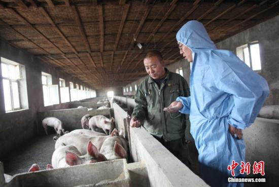 資料圖：生豬飼養。中新社發 楊可佳 攝