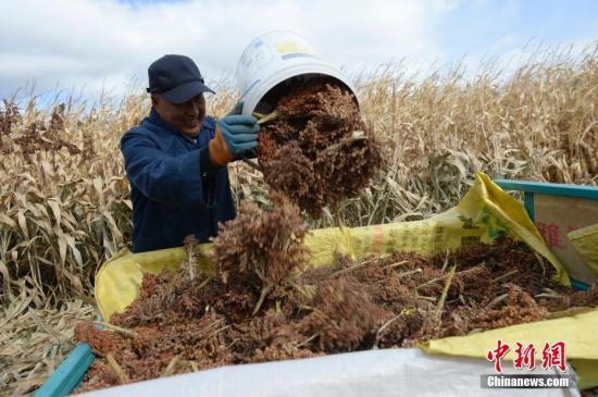 資料圖：農民收獲作物。<a target='_blank' href='http://www.chinanews.com/'>中新社</a>記者 劉文華 攝